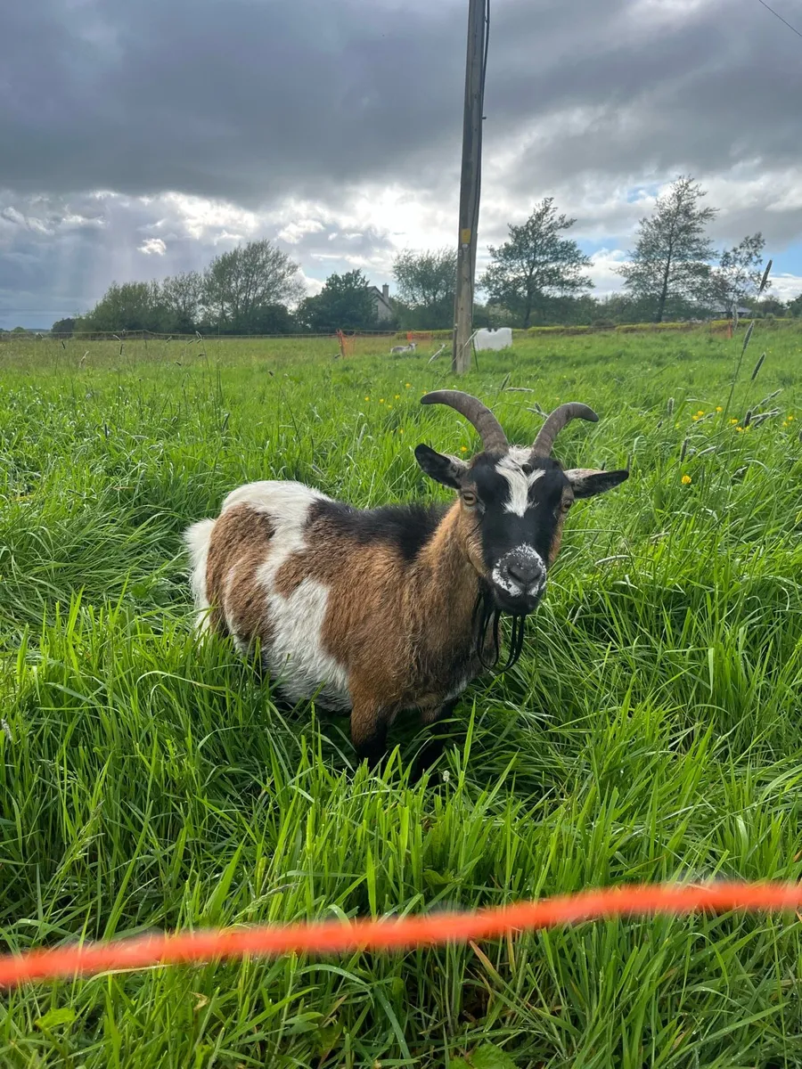 Registered Pygmy Goat - Image 1