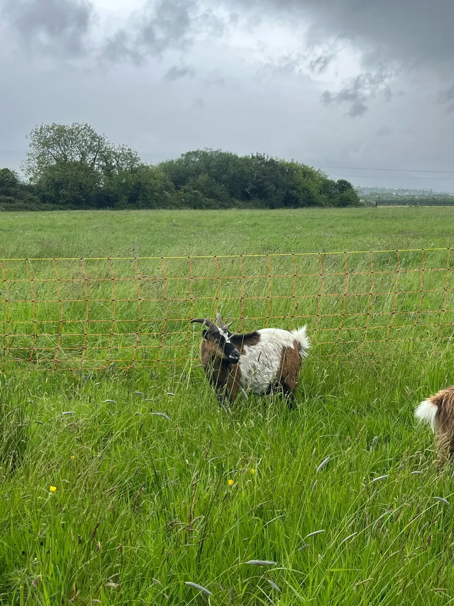 Registered Pygmy Goat - Image 2
