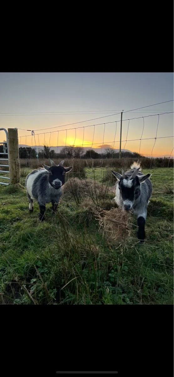 Registered Pygmy Goat - Image 2