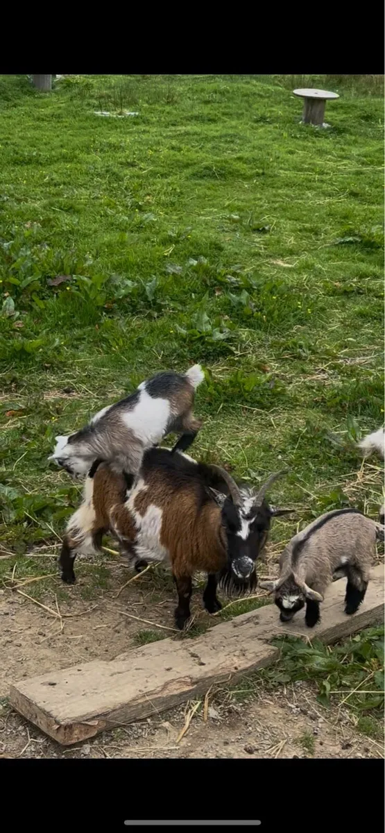 Registered Pygmy Goat - Image 3
