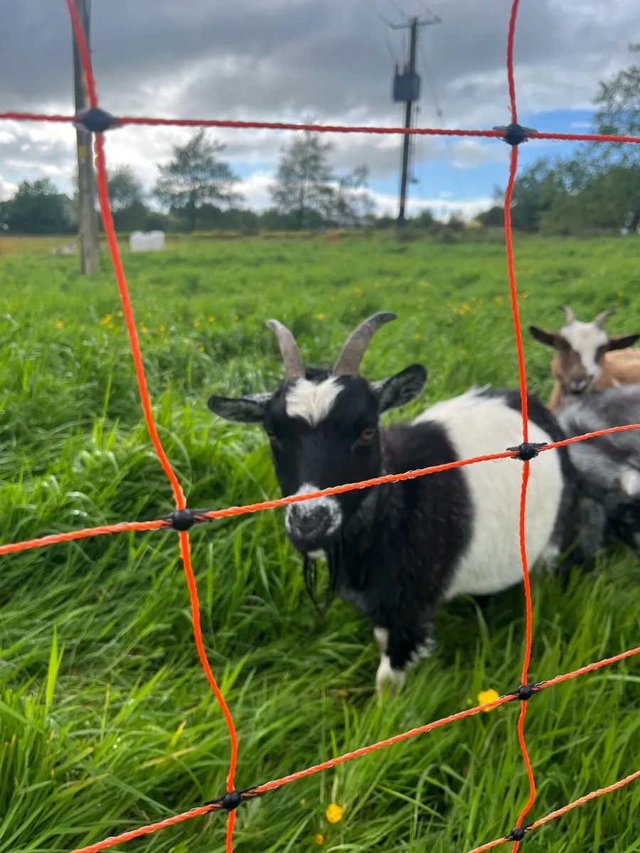 Registered Pygmy Goat - Image 4