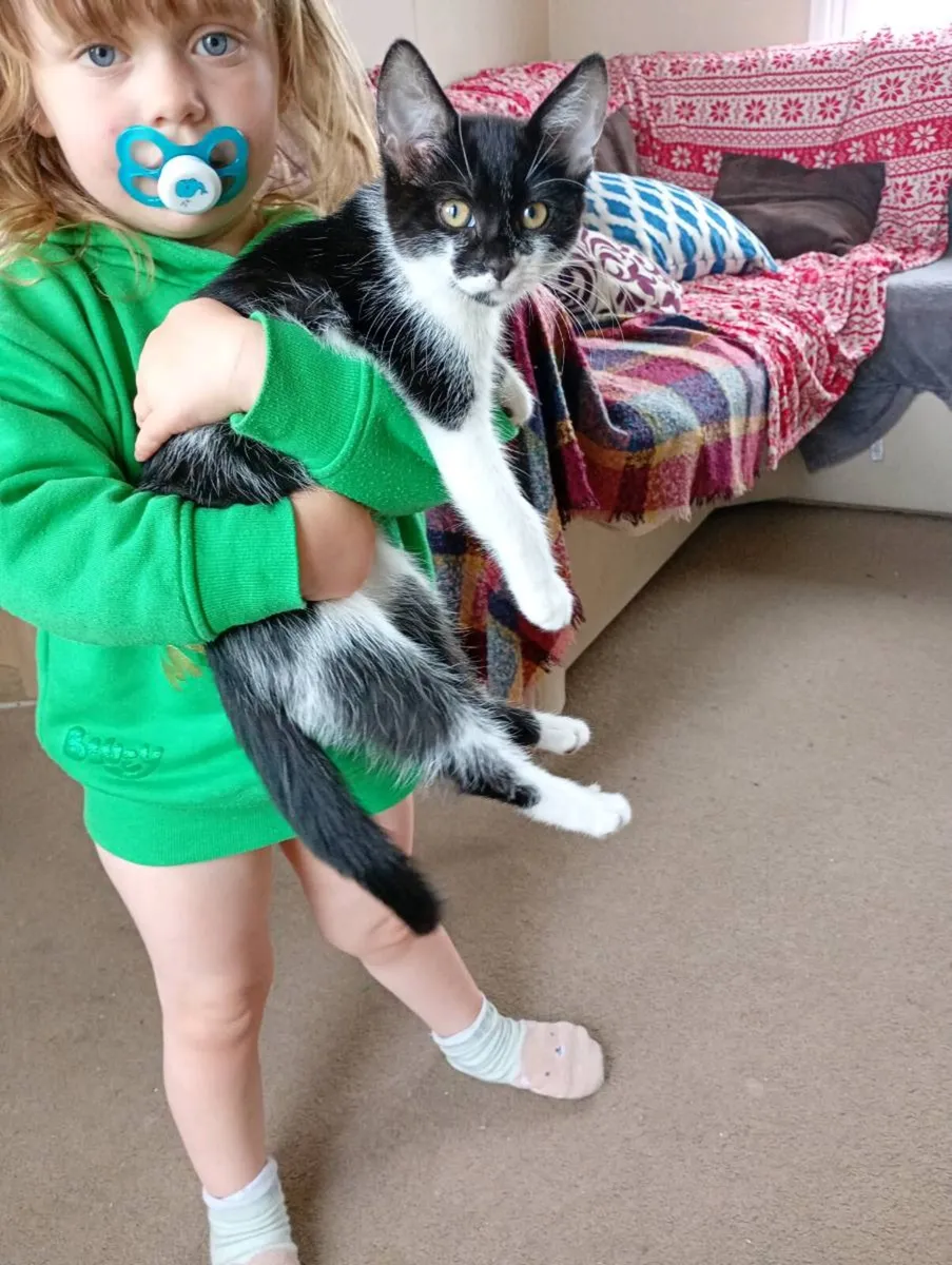Kittens - Image 1