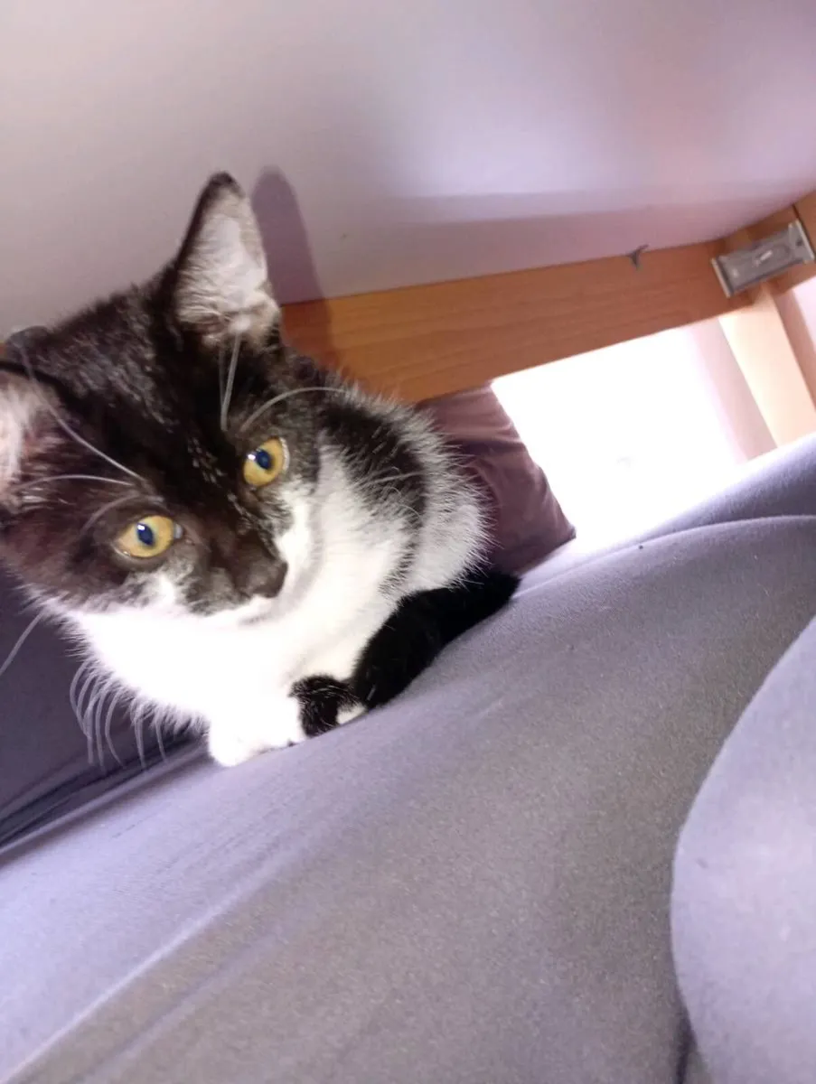 Kittens - Image 2