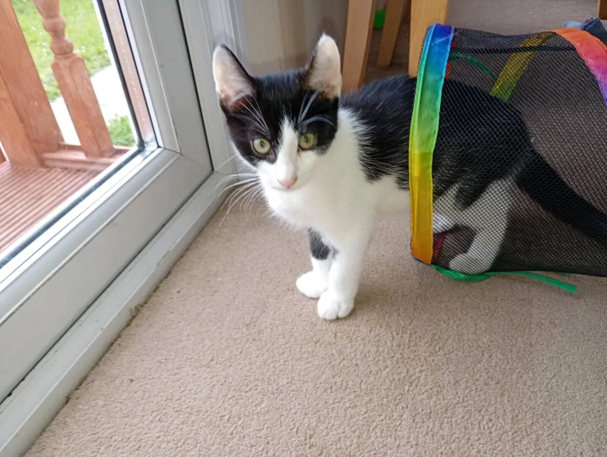 Kittens - Image 3