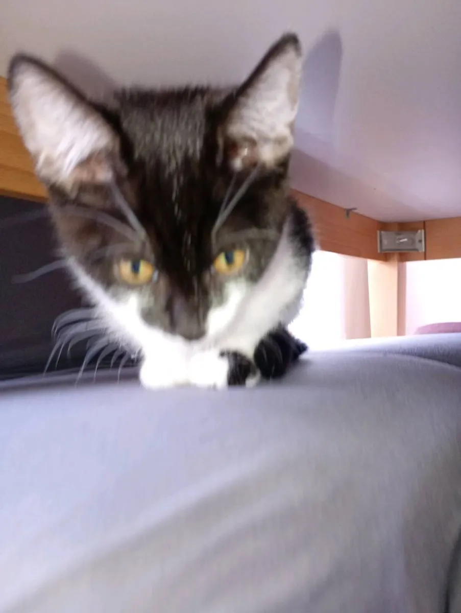 Kittens - Image 4