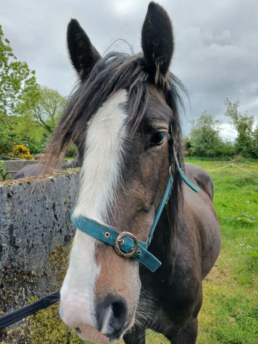 2 Cob fillies - Image 2