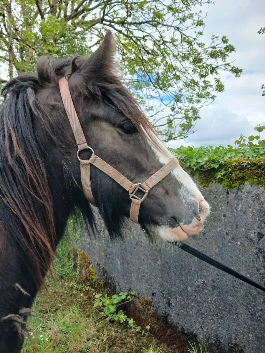 2 Cob fillies - Image 4