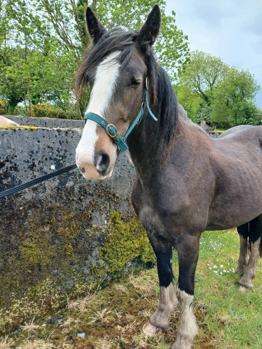 2 Cob fillies - Image 3