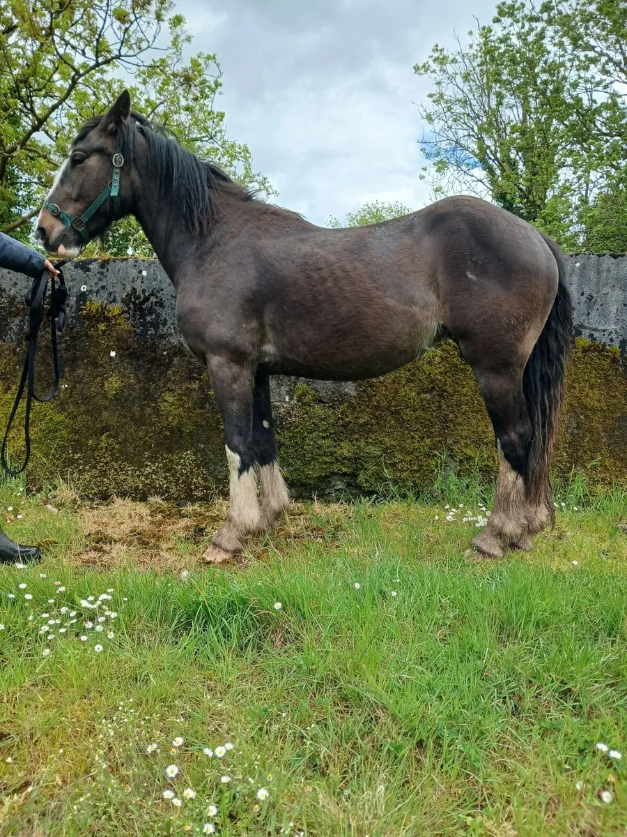 2 Cob fillies - Image 1