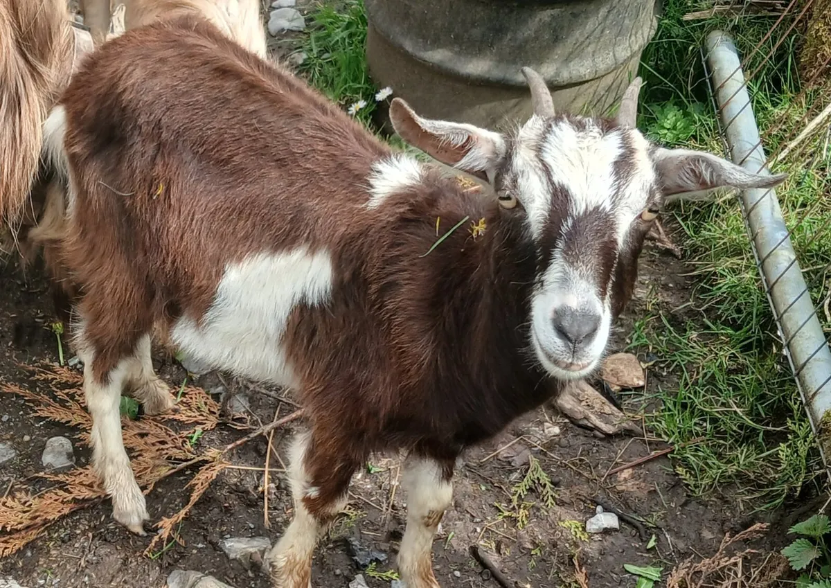Miniature FEMALE Goat - Image 1