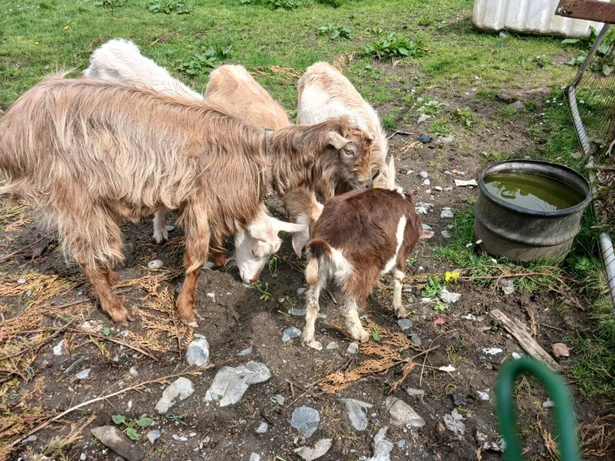 Miniature FEMALE Goat - Image 2