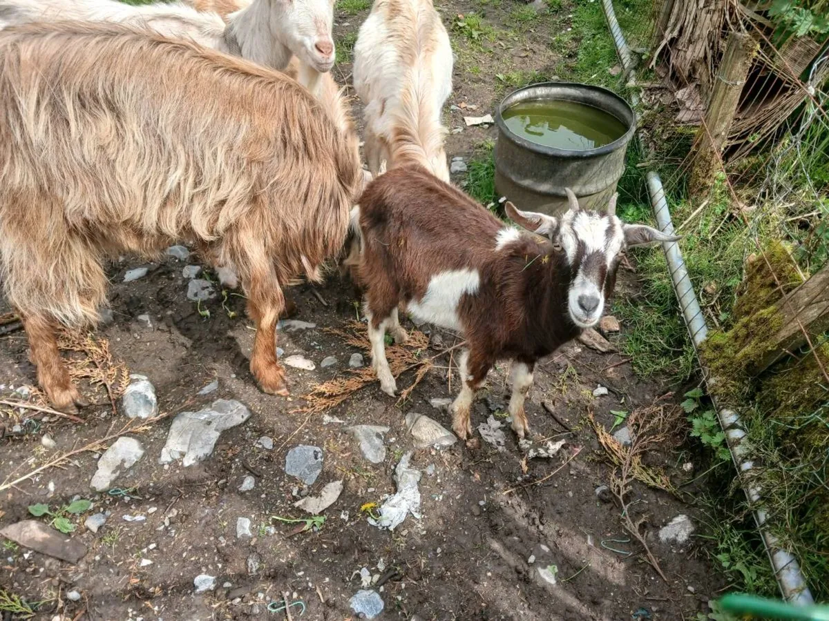 Miniature FEMALE Goat - Image 3