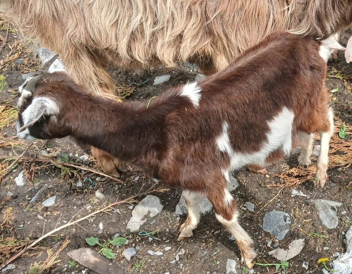 Miniature FEMALE Goat - Image 4