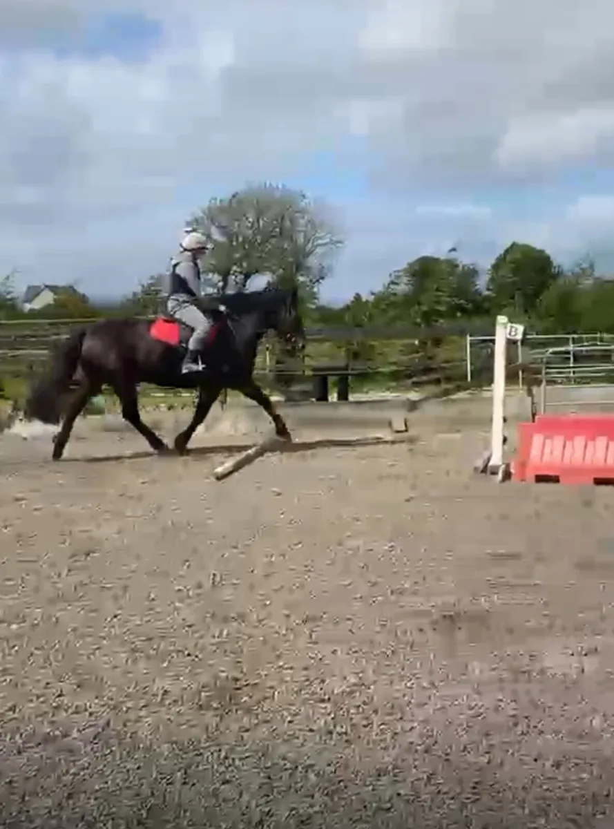 Irish Draught Mare Class 1 - Image 3