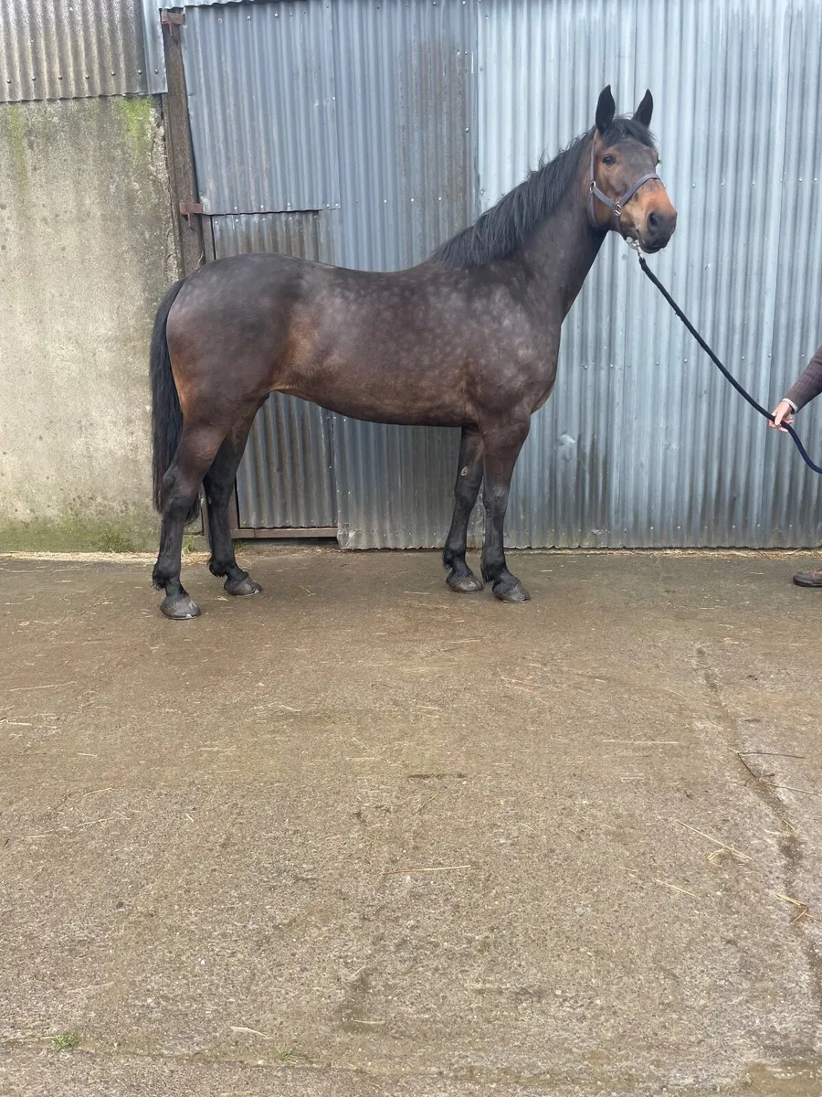 Irish Draught Mare Class 1 - Image 1