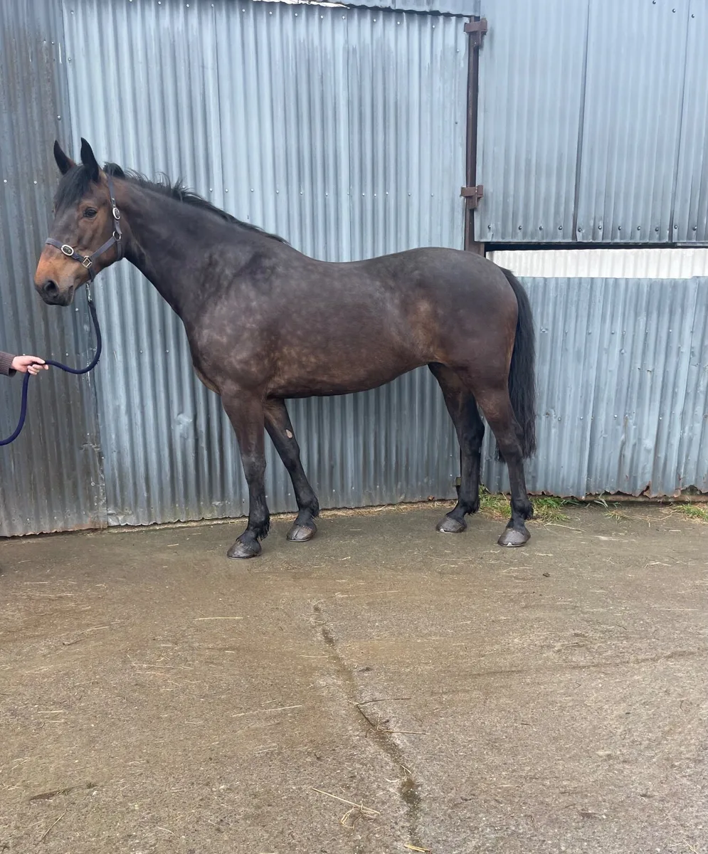 Irish Draught Mare Class 1 - Image 2