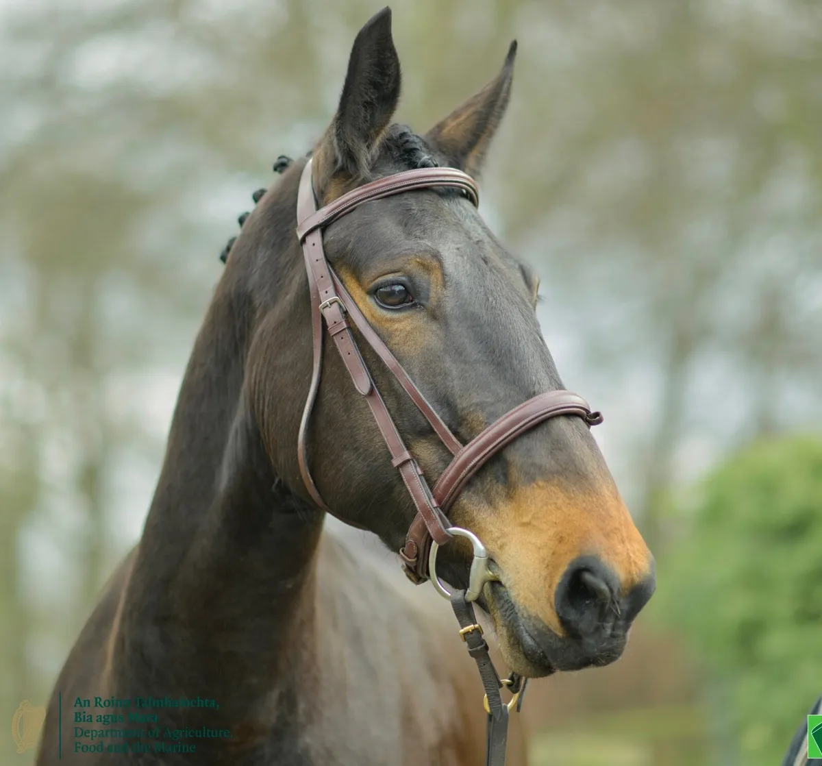 Irish Draught Mare Class 1 - Image 4