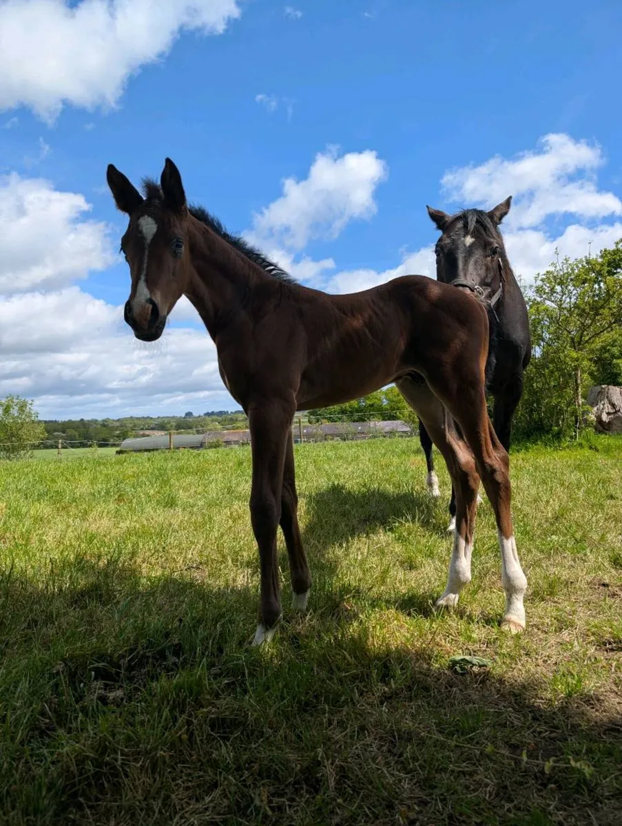 Lancelot mare and Jacadello colt - Image 1