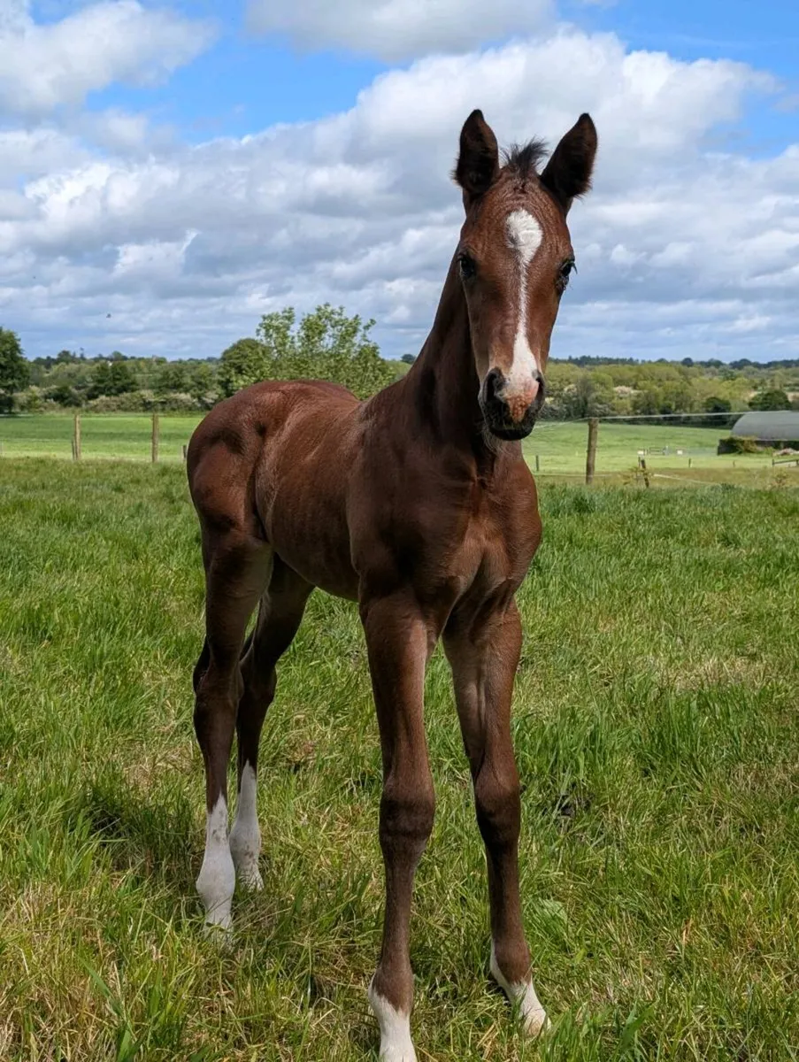 Lancelot mare and Jacadello colt - Image 2