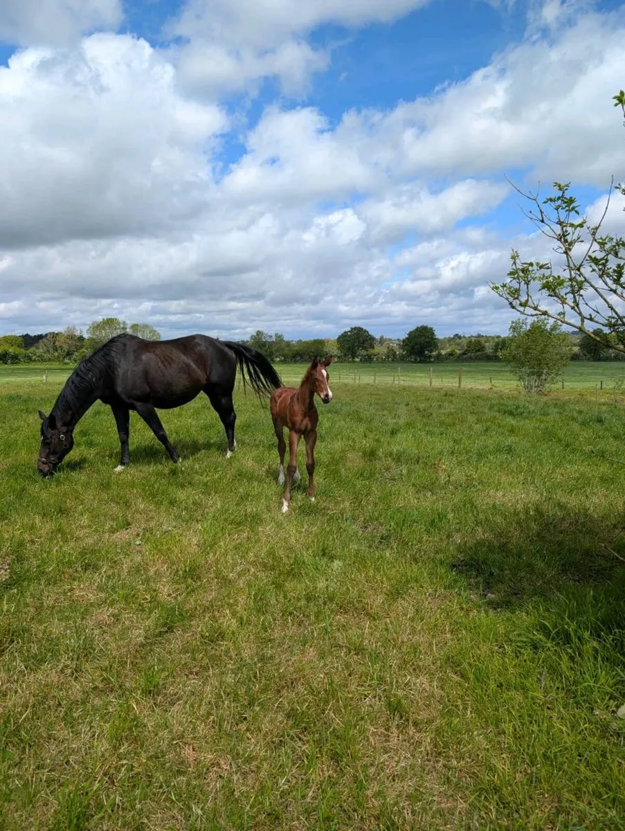 Lancelot mare and Jacadello colt - Image 3