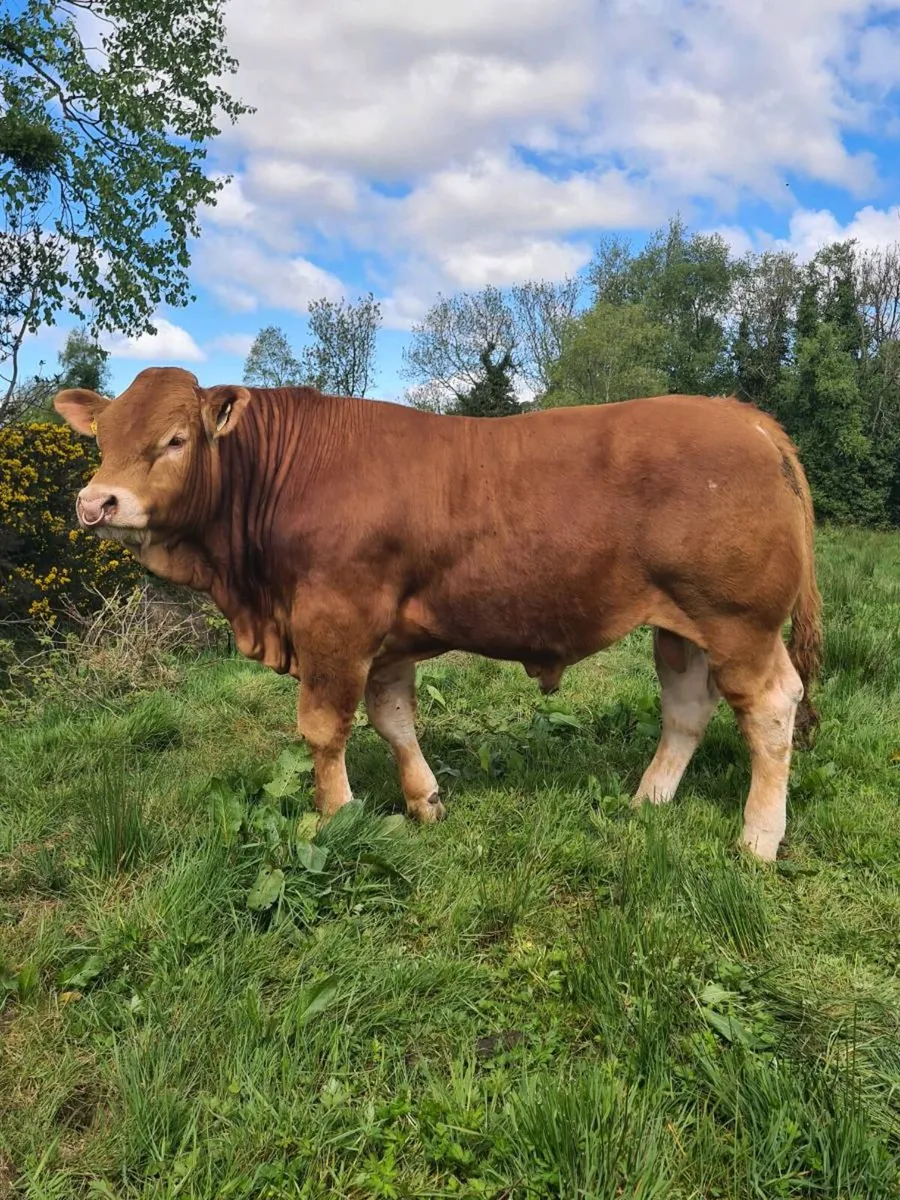 Pedigree Registered Limousin Bull - Image 1