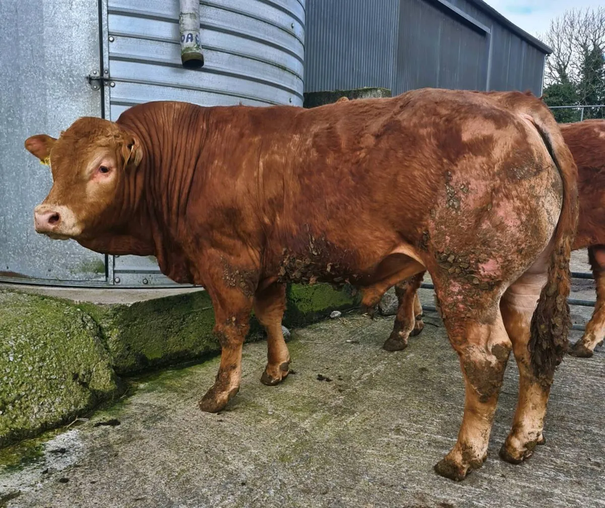 Pedigree Registered Limousin Bull - Image 2