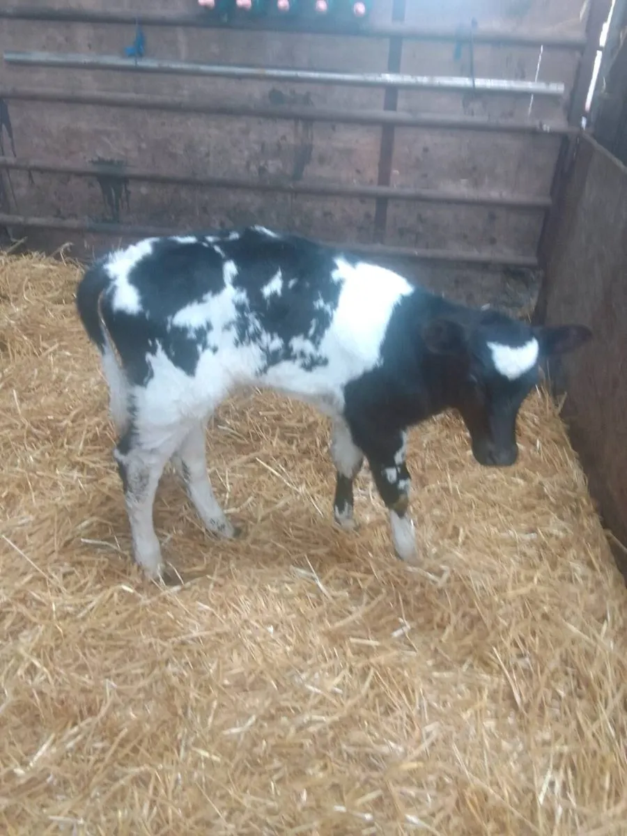 Calves - Image 4