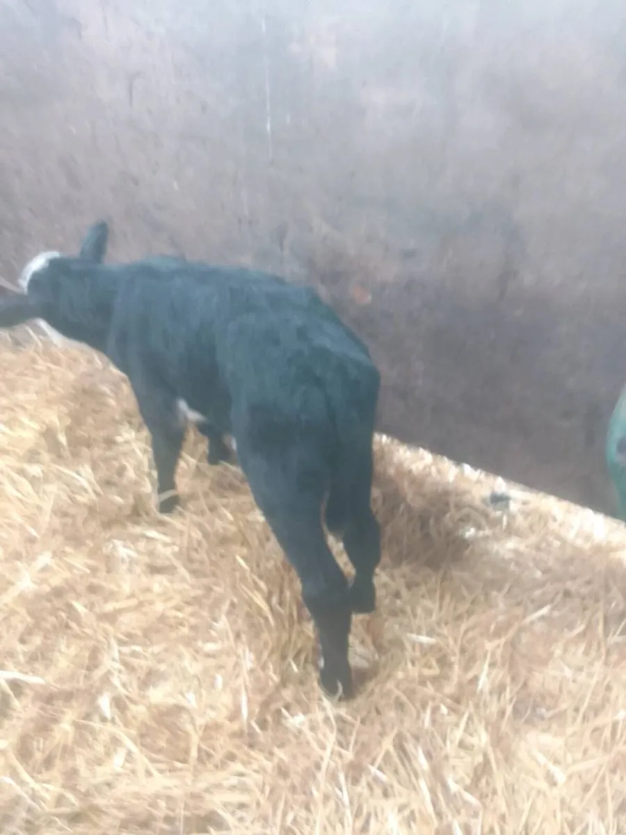 Calves - Image 1