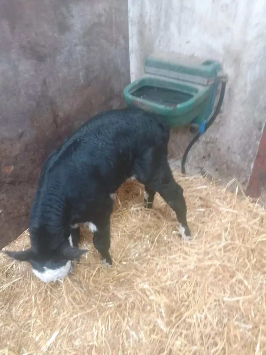 Calves - Image 2