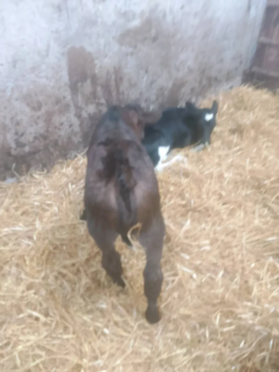 Calves - Image 3