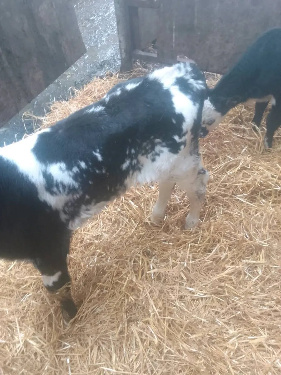Calves - Image 3