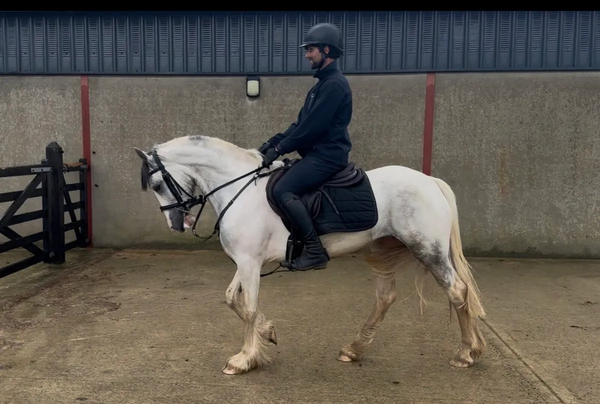 14.2h 5 yo Connemara x Cob - Image 2