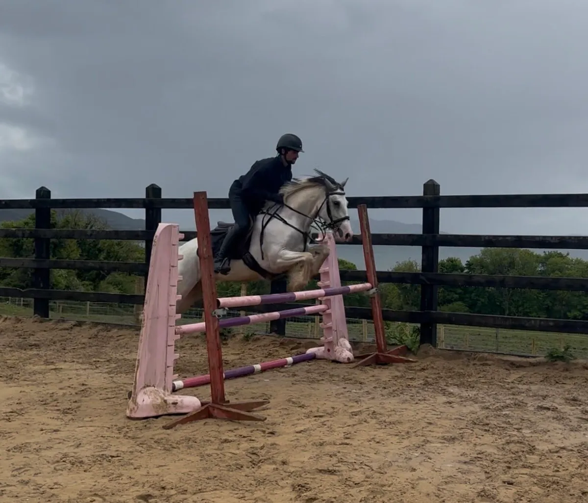 14.2h 5 yo Connemara x Cob - Image 3