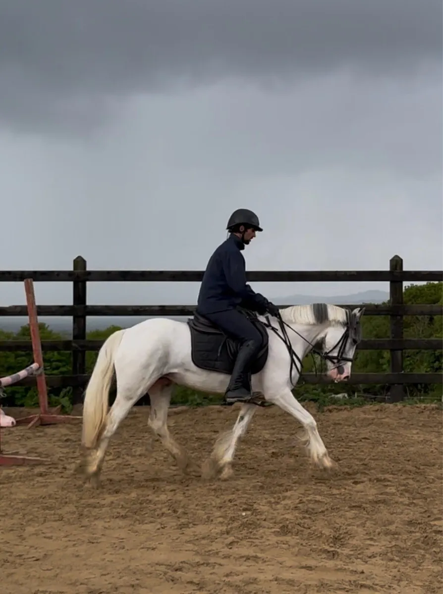 14.2h 5 yo Connemara x Cob - Image 1