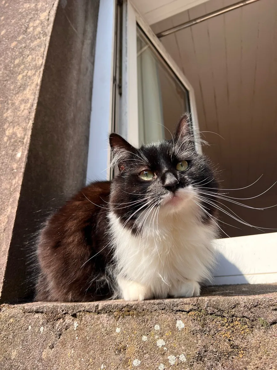 Longhair Cat - Image 1
