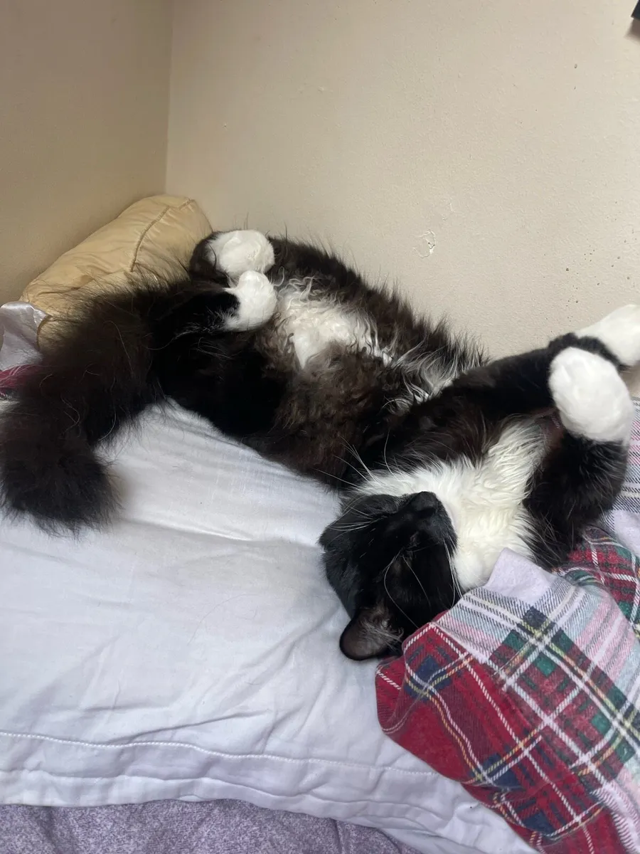 Longhair Cat - Image 2