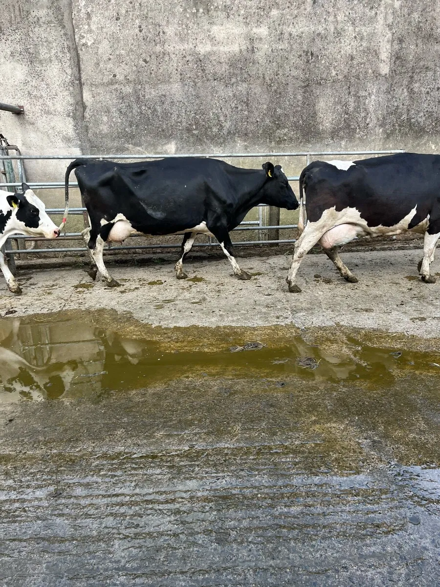 Cows to rear calves - Image 1