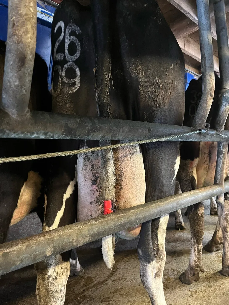 Cows to rear calves - Image 2