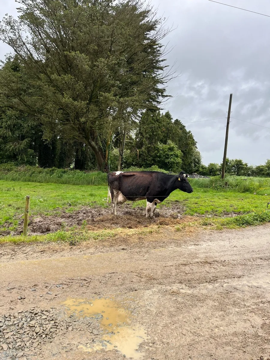 Cows to rear calves - Image 3