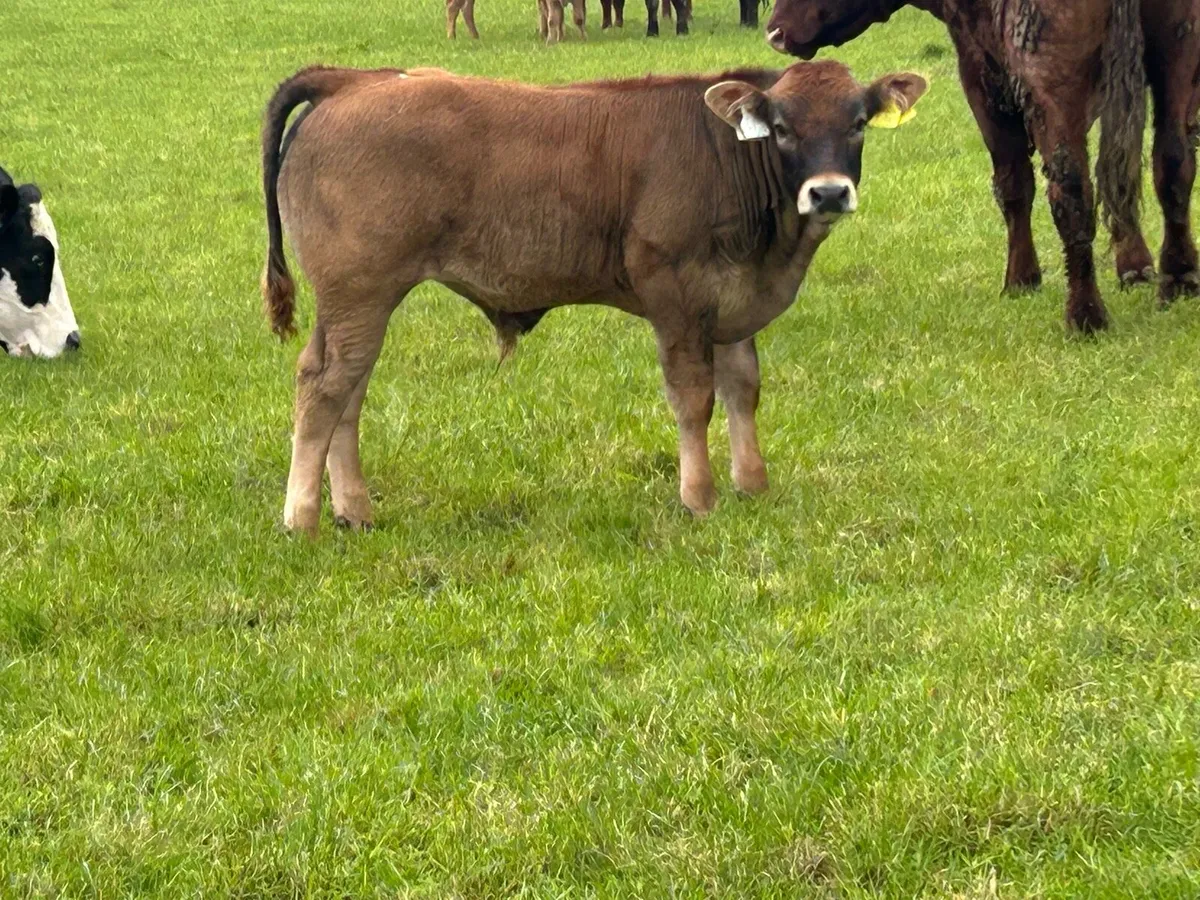 2 Super calved heifers  with u grade bull calf’s - Image 2