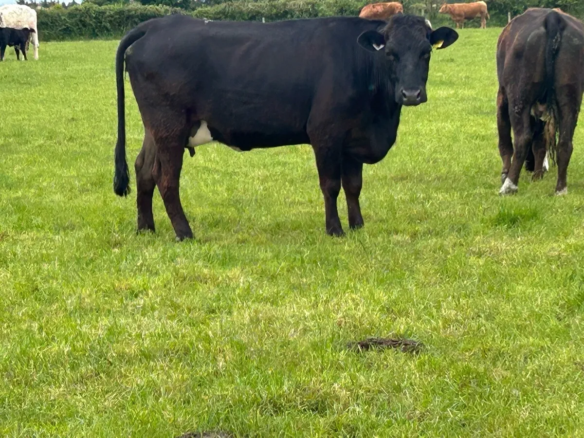 2 Super calved heifers  with u grade bull calf’s - Image 3