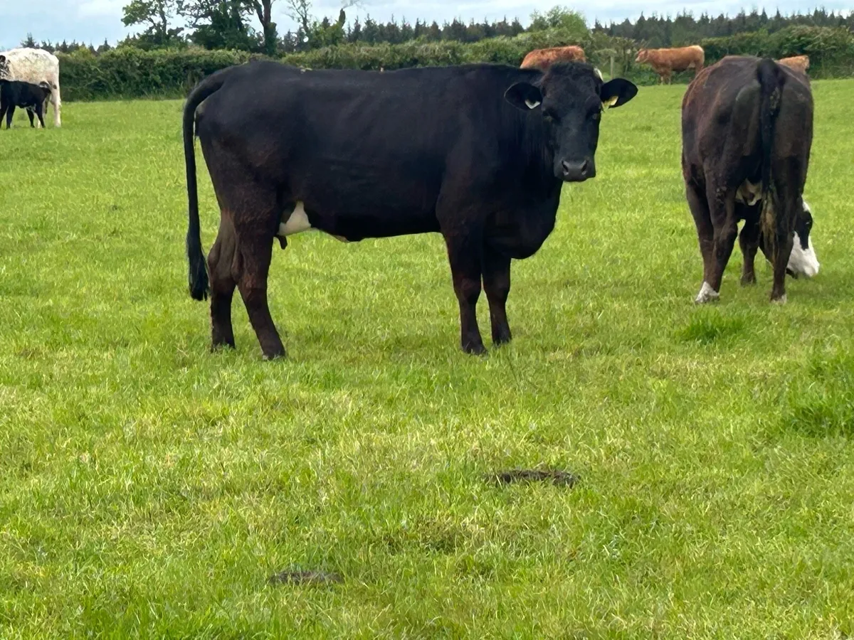 2 Super calved heifers  with u grade bull calf’s - Image 4