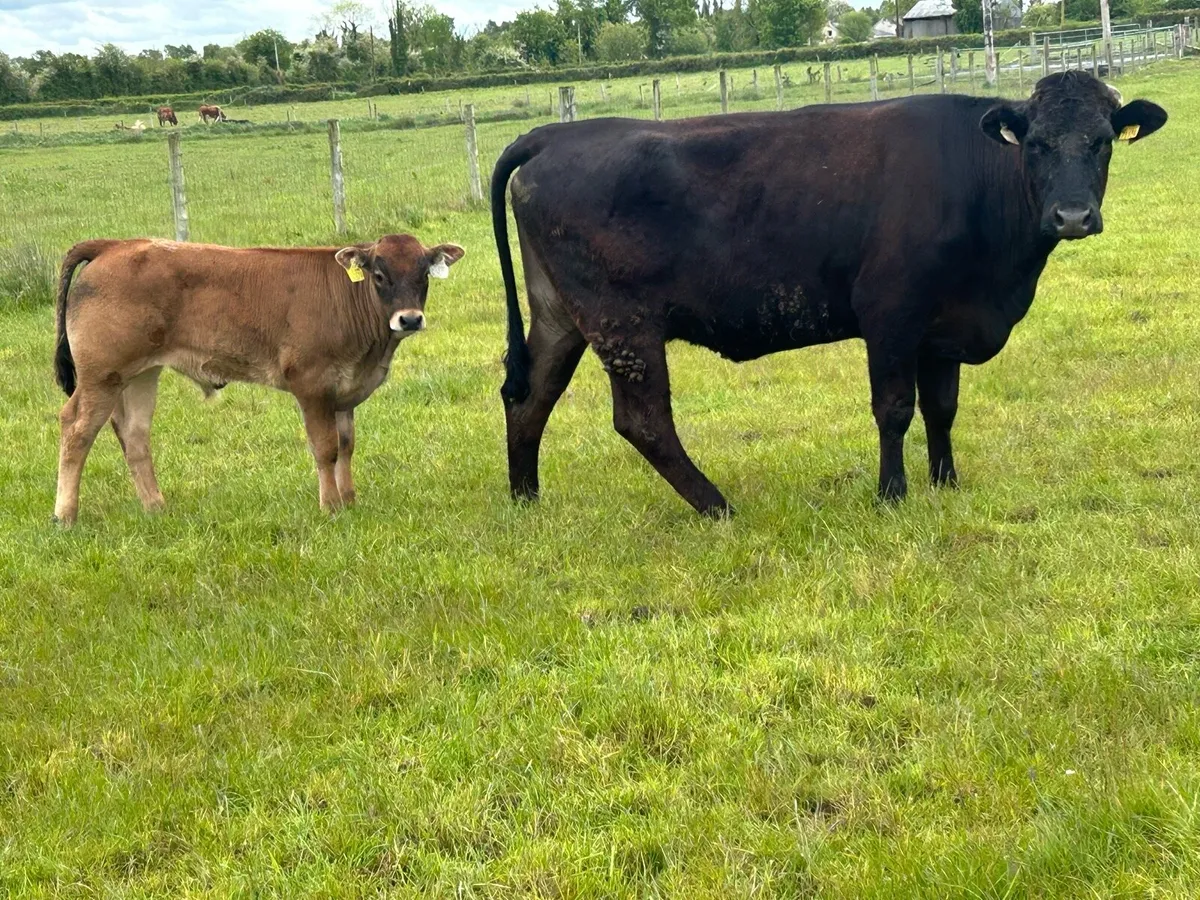 2 Super calved heifers  with u grade bull calf’s - Image 1