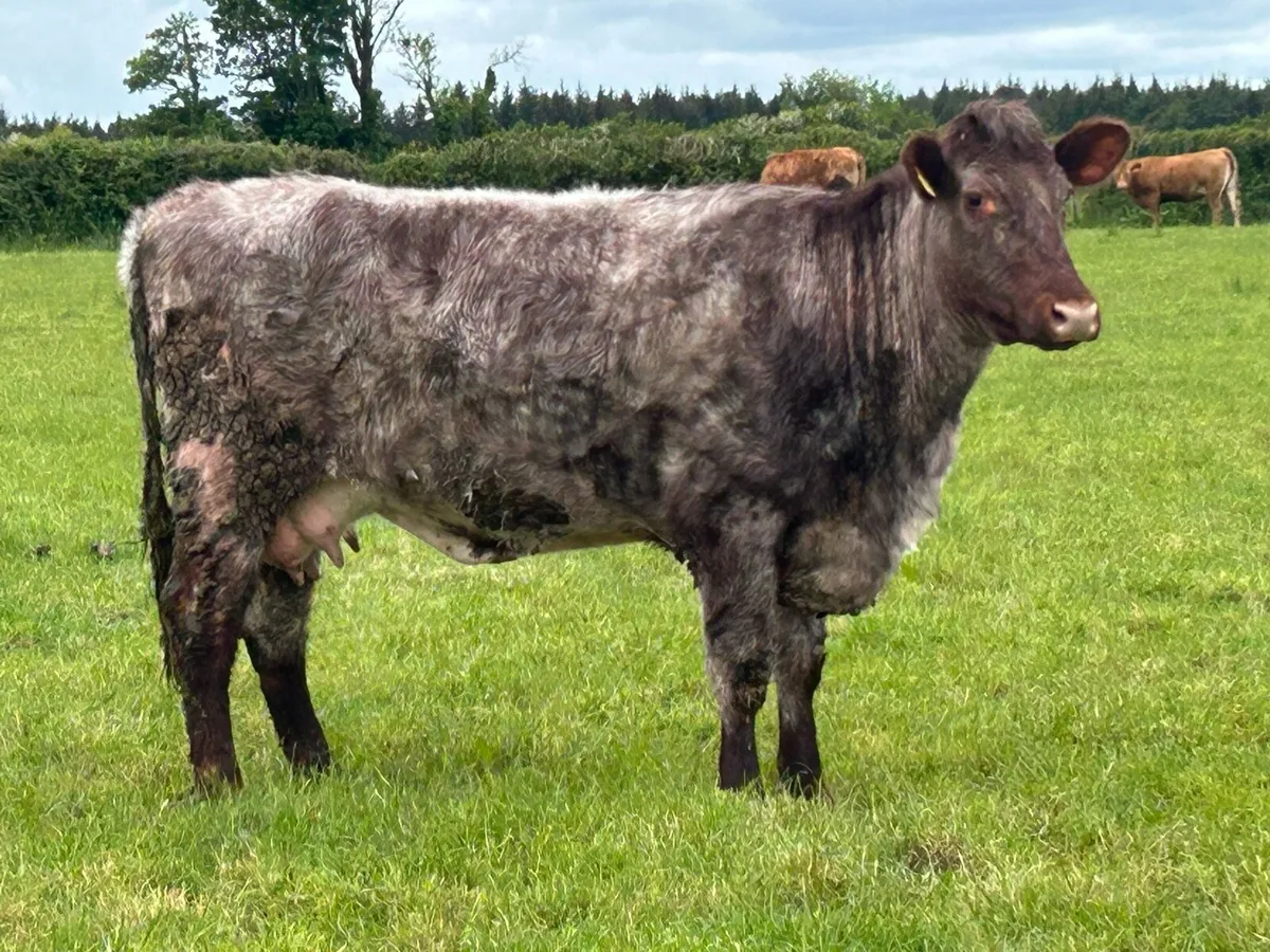 Super roan second calved cow - Image 4