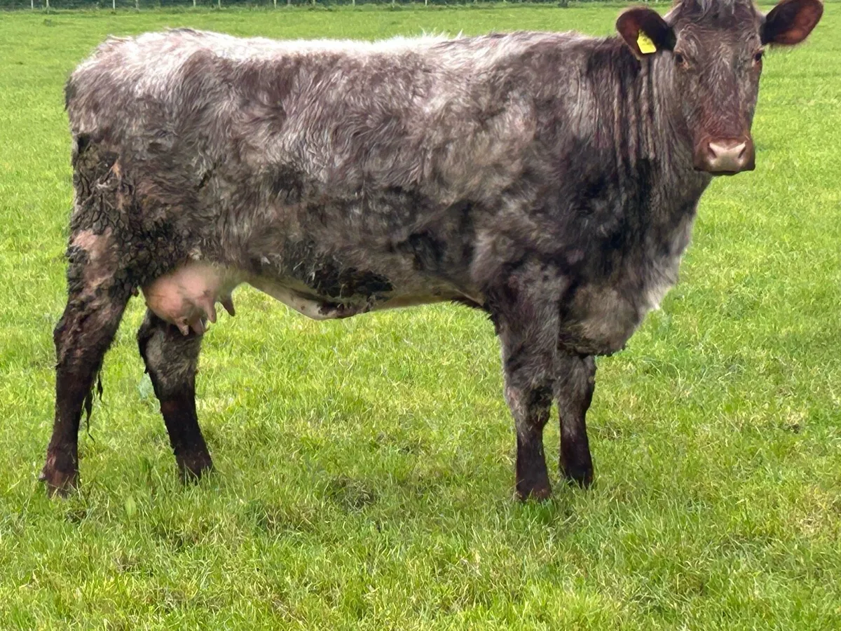 Super roan second calved cow - Image 2
