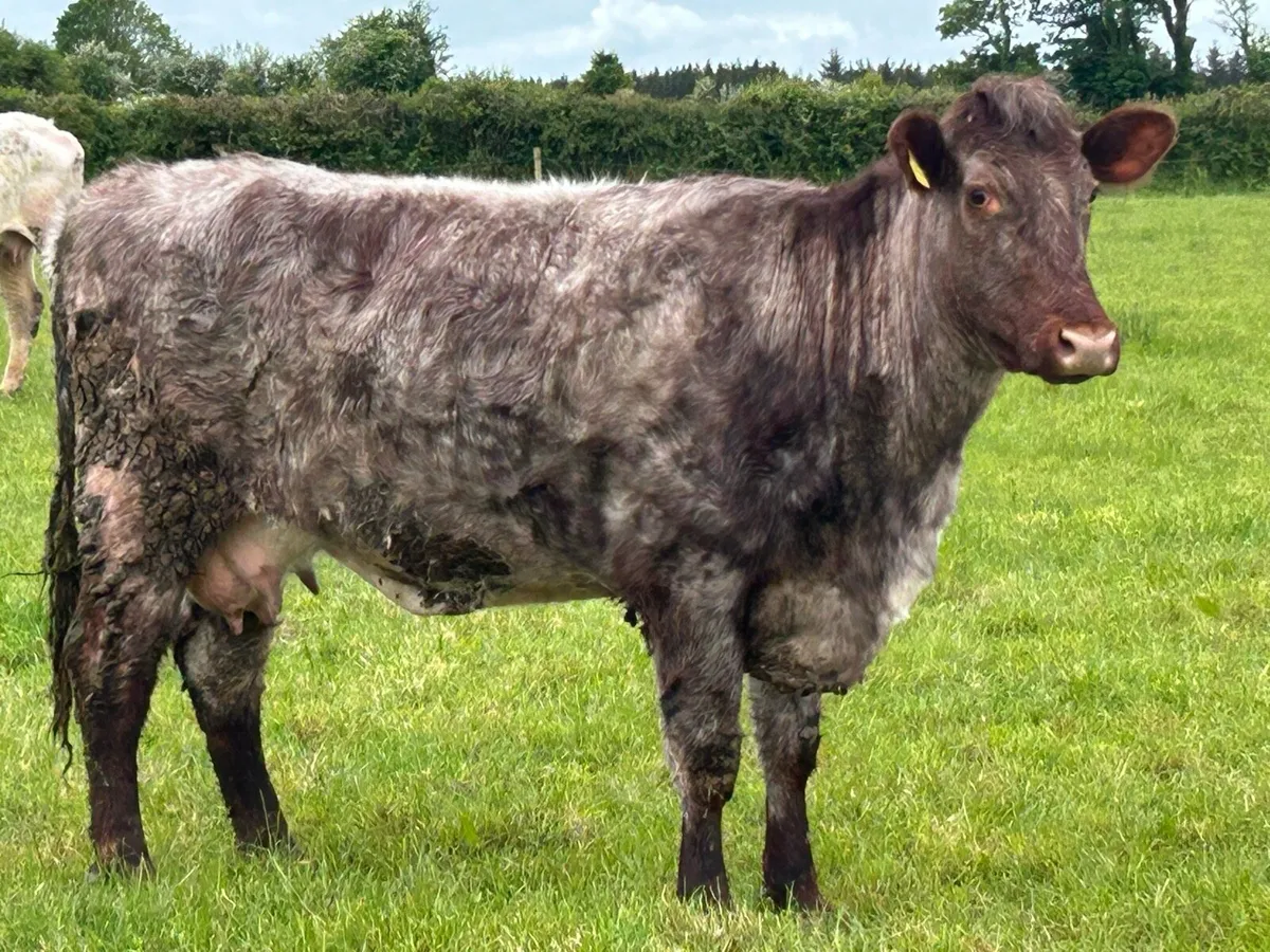 Super roan second calved cow - Image 3