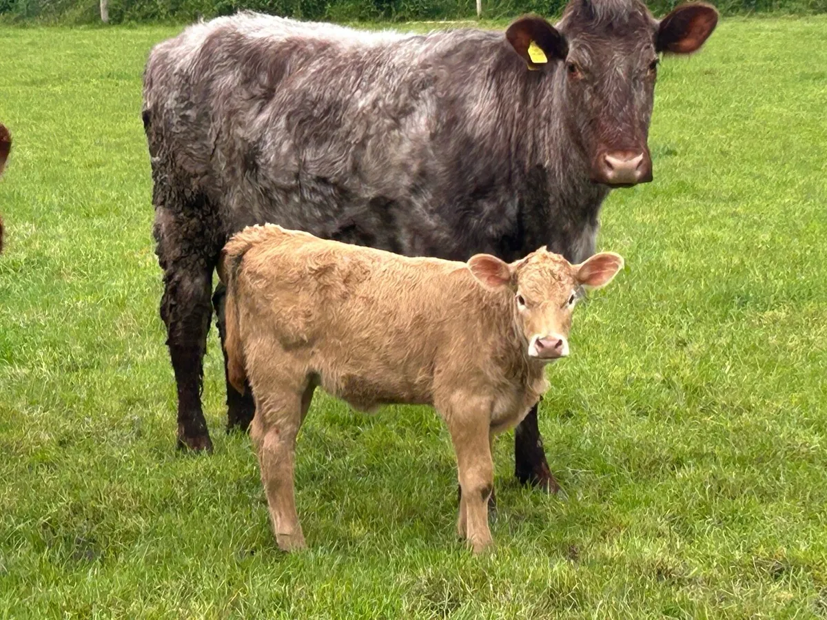 Super roan second calved cow - Image 1