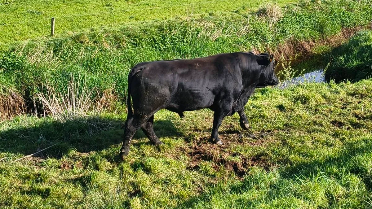 Angus bull - Image 2