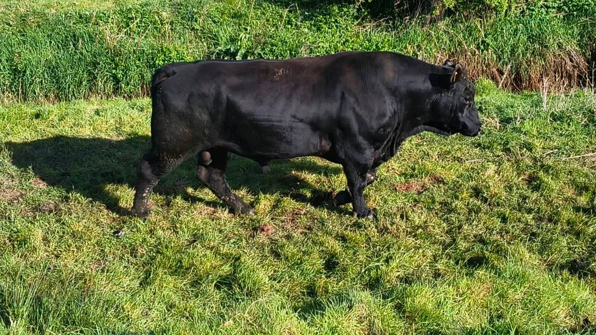 Angus bull - Image 3