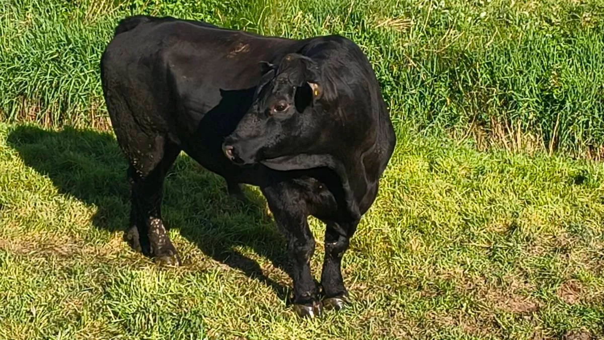 Angus bull - Image 4